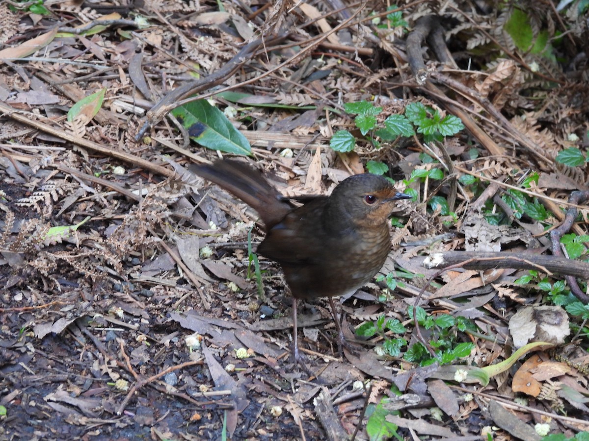 Птица-попутчик - ML643126884