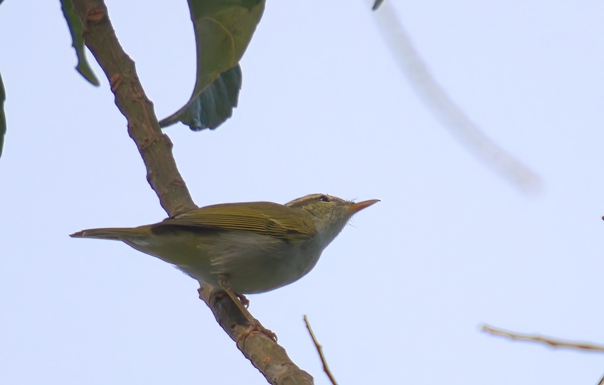 Eastern Crowned Warbler - ML643126886