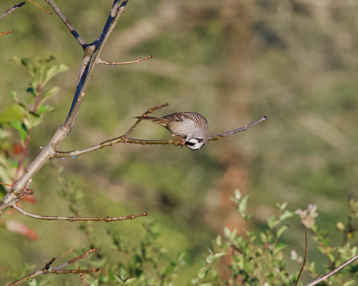 White-crowned Sparrow - ML643126887