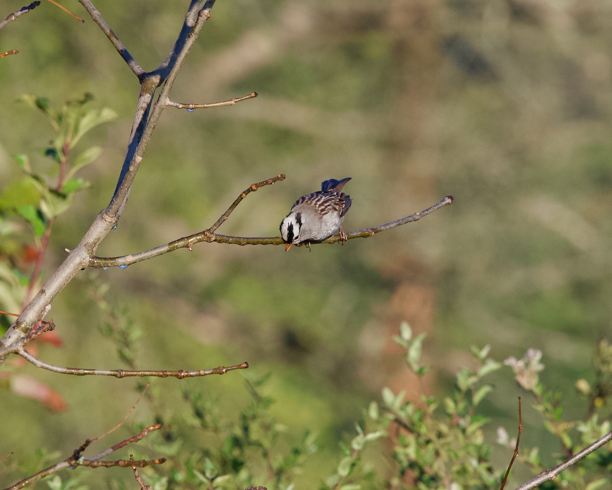 White-crowned Sparrow - ML643126888
