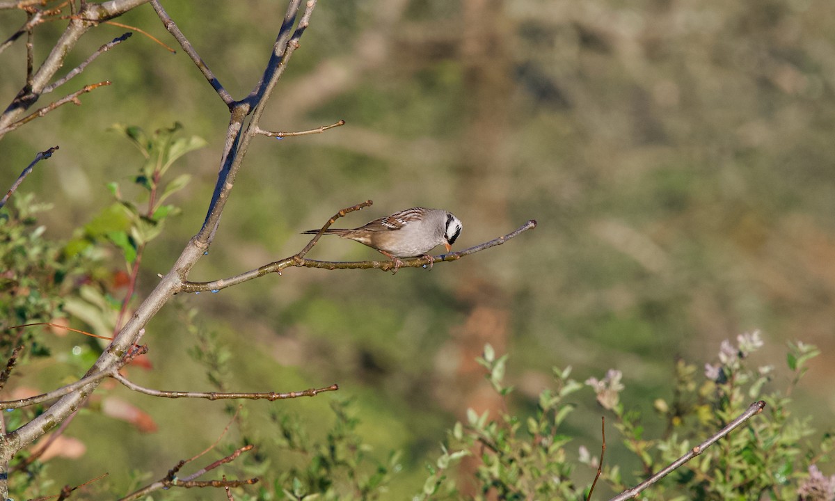 White-crowned Sparrow - ML643126889