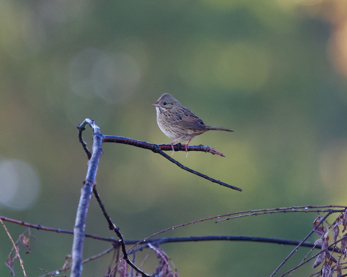 Lincoln's Sparrow - ML643126910