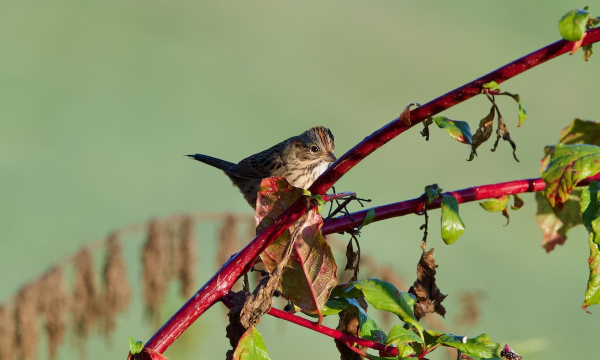 Lincoln's Sparrow - ML643126911