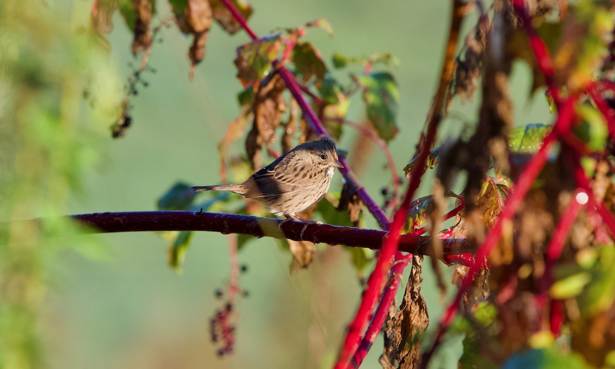 Lincoln's Sparrow - ML643126912