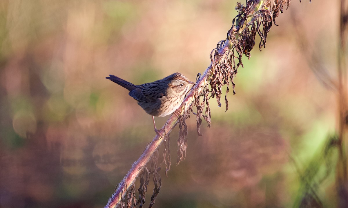 Lincoln's Sparrow - ML643126914