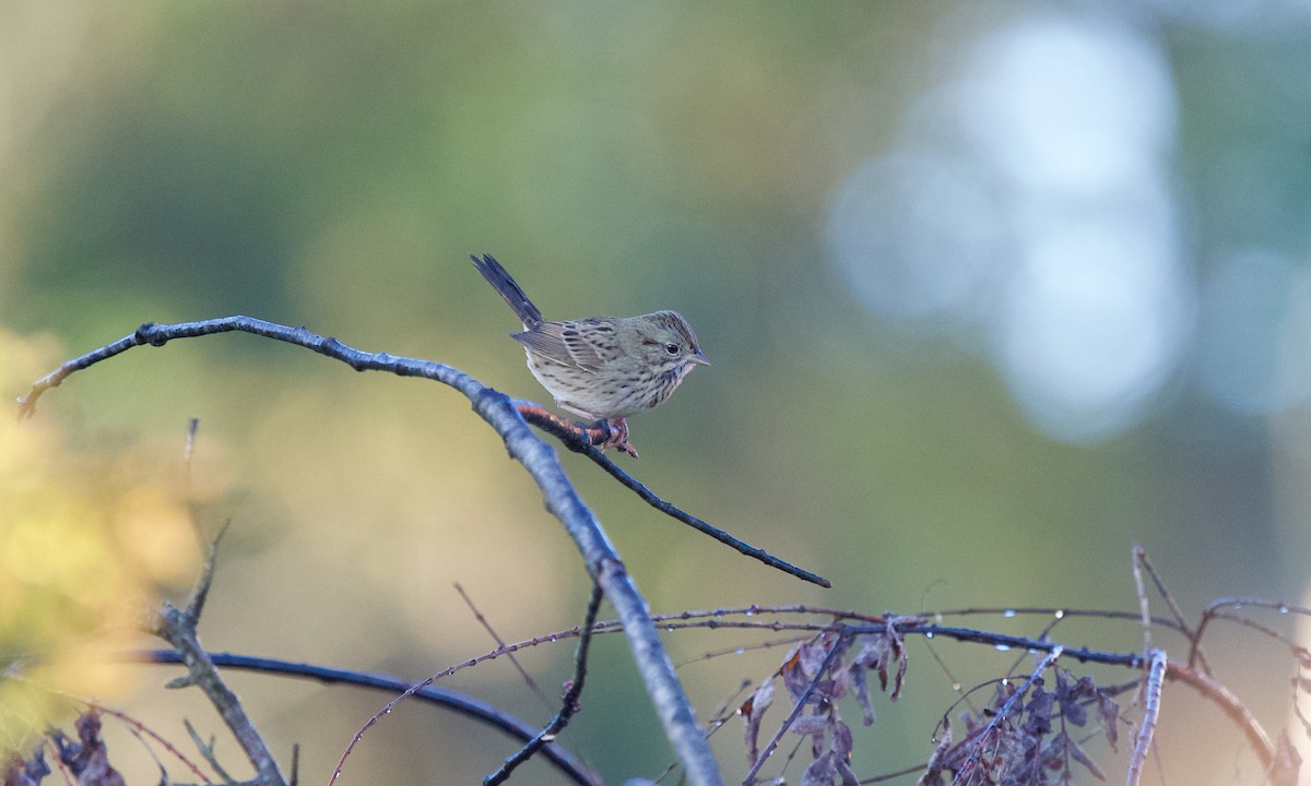 Lincoln's Sparrow - ML643126921