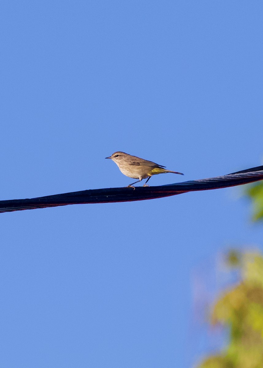 Palm Warbler - ML643126925