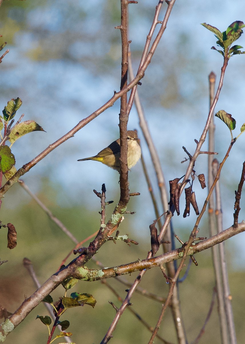 Palm Warbler - ML643126926