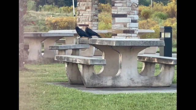 American Crow - ML643126932