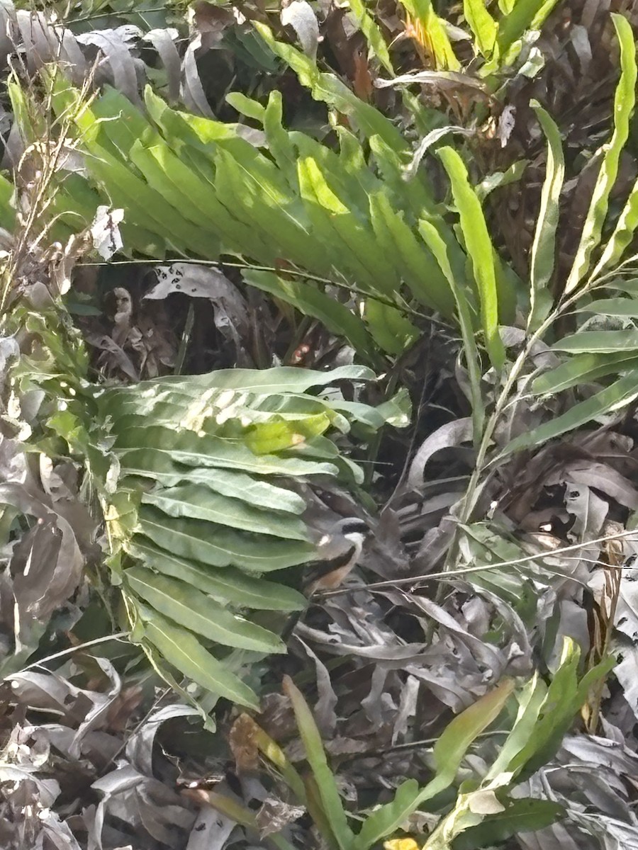 Long-tailed Shrike - ML643126940