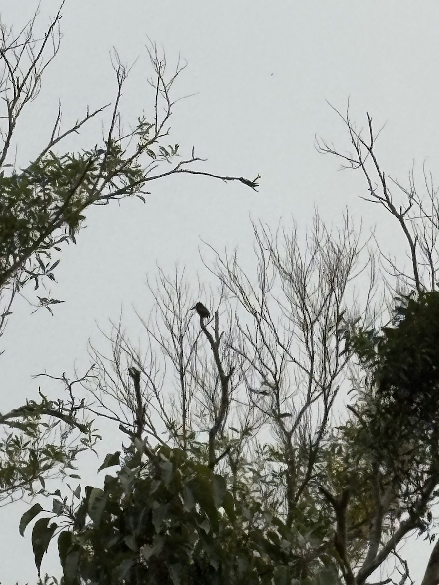 White-throated Kingfisher - ML643126948
