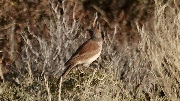 Karoo Long-billed Lark (Karoo) - ML643126950