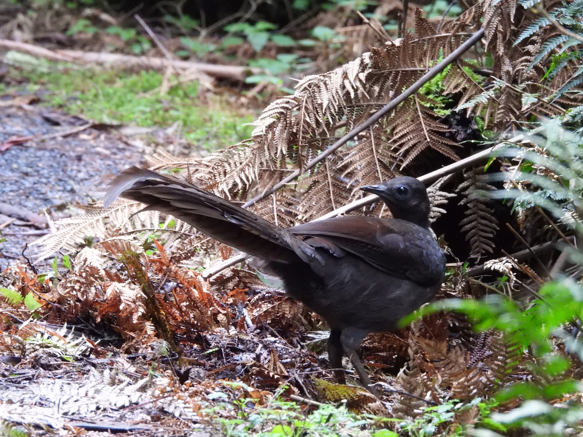 Superb Lyrebird - ML643126952