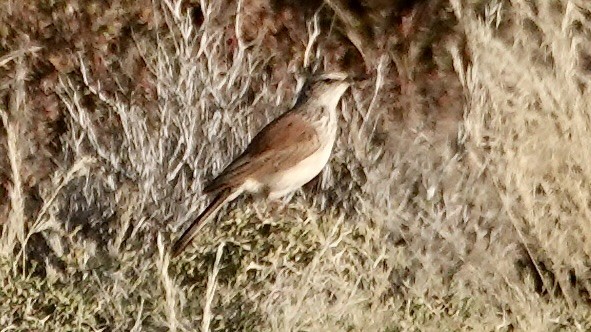 Karoo Long-billed Lark (Karoo) - ML643126953