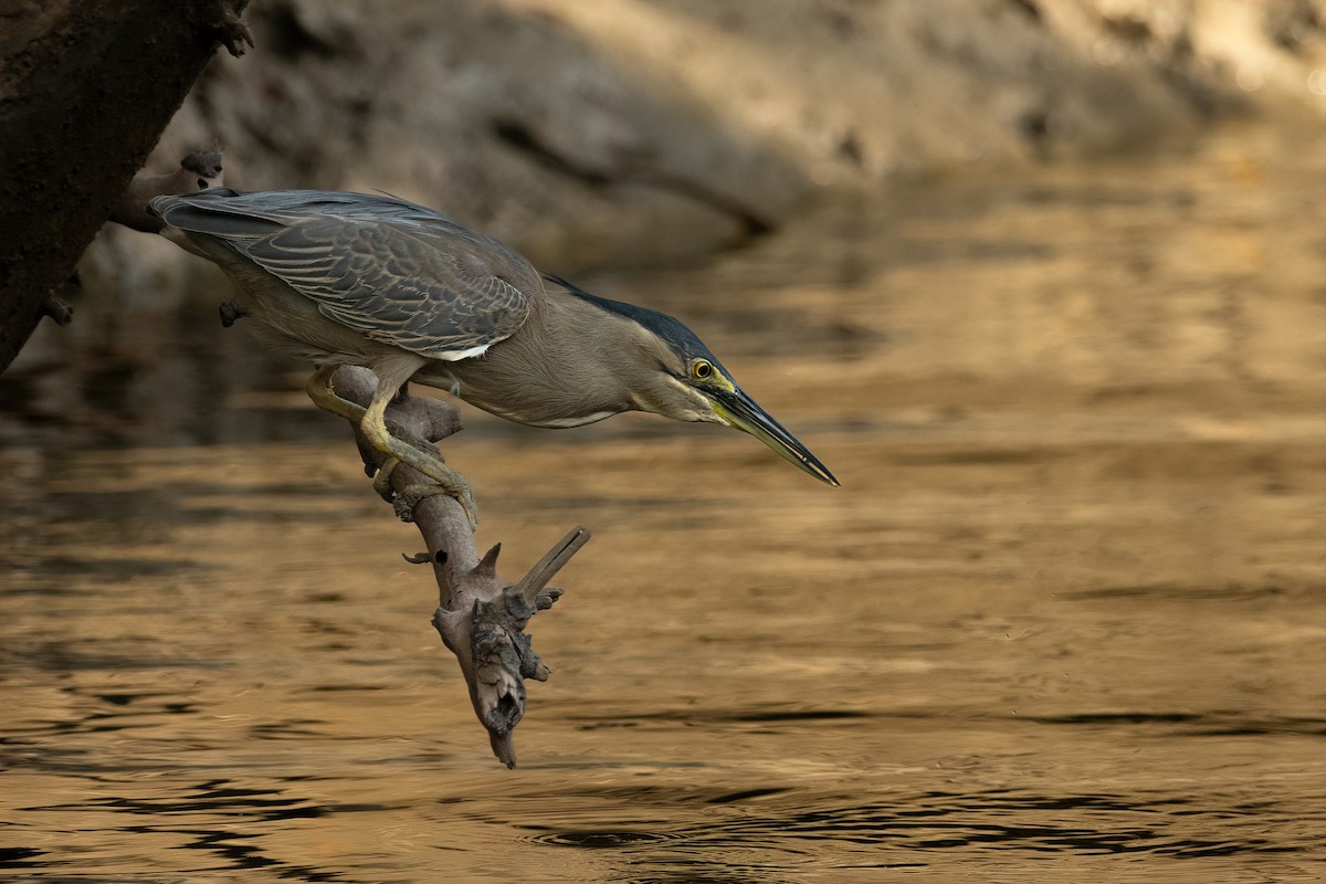 ML643126964 - Little Heron - Macaulay Library