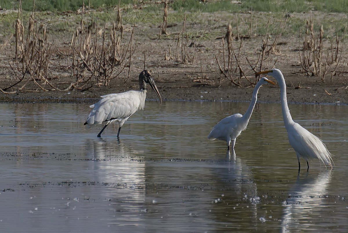 Wood Stork - ML643126967