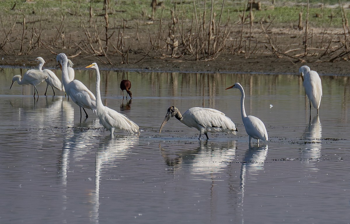 Wood Stork - ML643126969