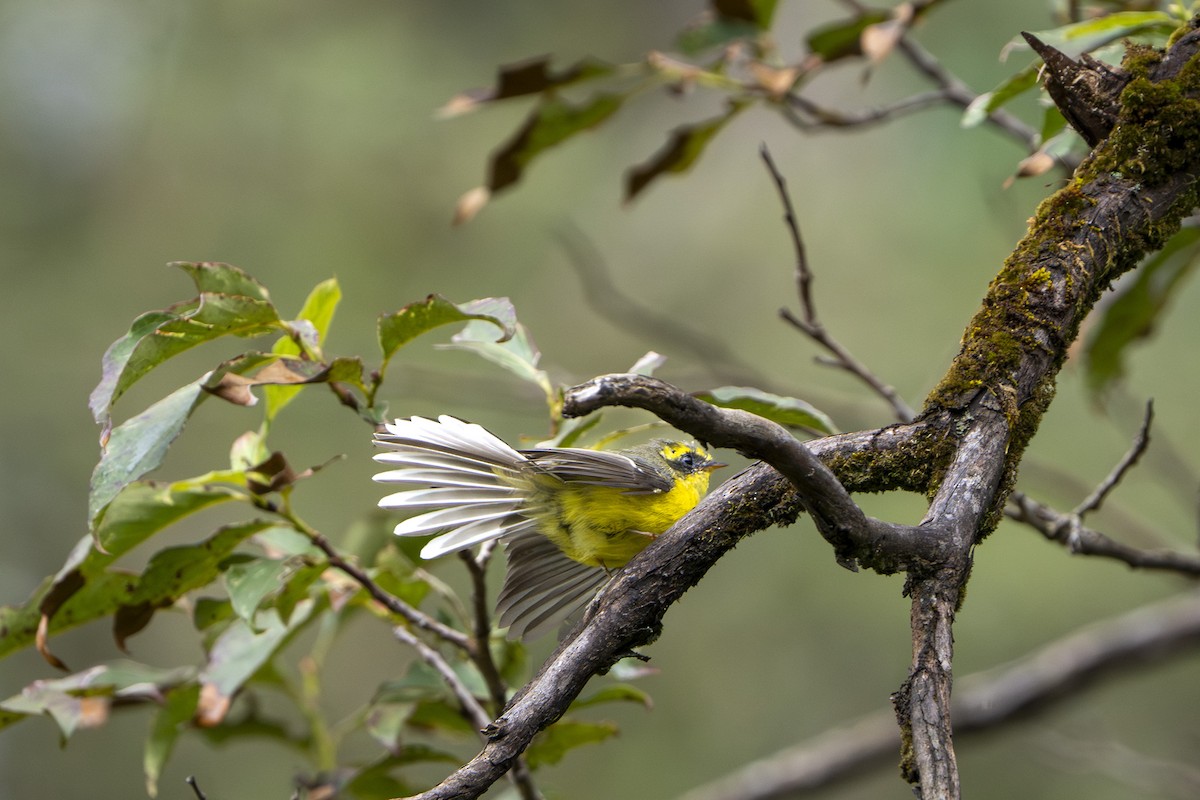 Yellow-bellied Fairy-Fantail - ML643126971