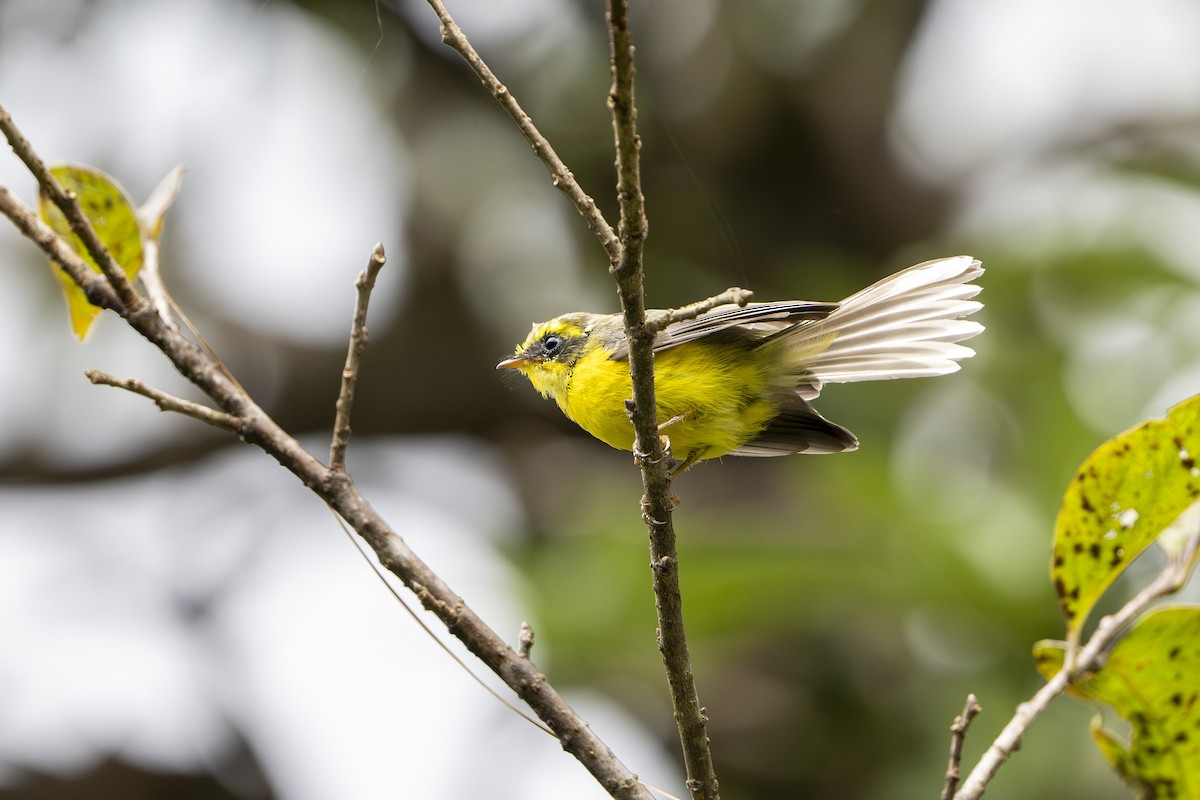 Yellow-bellied Fairy-Fantail - ML643126972