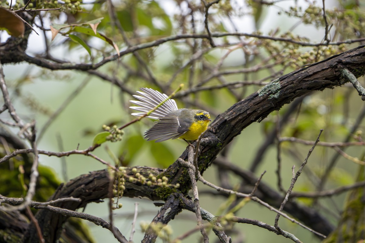 Yellow-bellied Fairy-Fantail - ML643126973