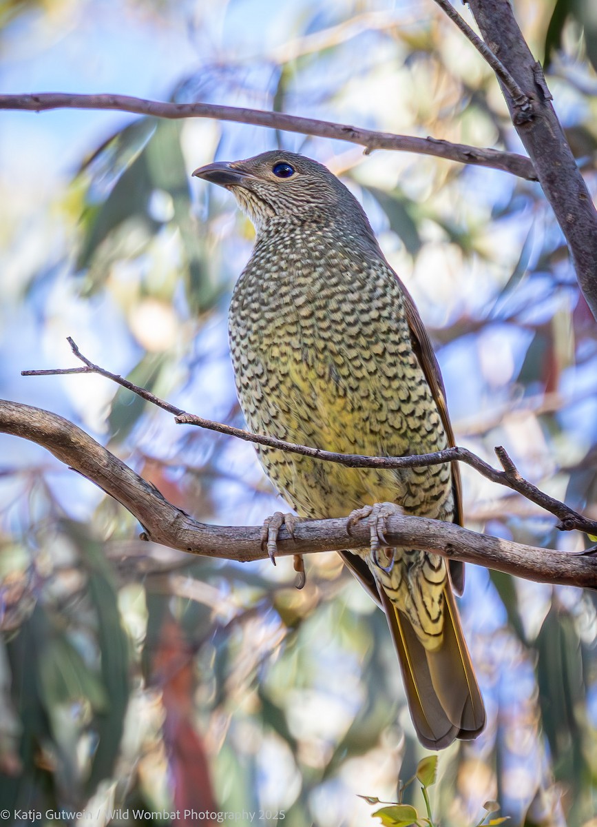 Satin Bowerbird - ML643126985