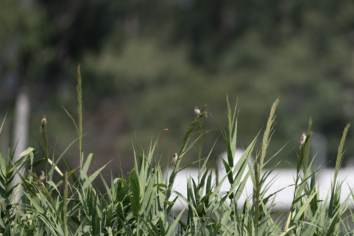 Baya Weaver - ML643127004