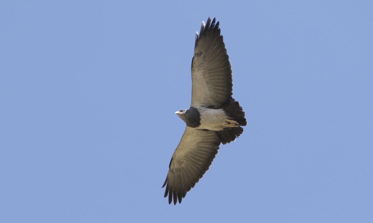 Black-chested Buzzard-Eagle - Brian Sullivan