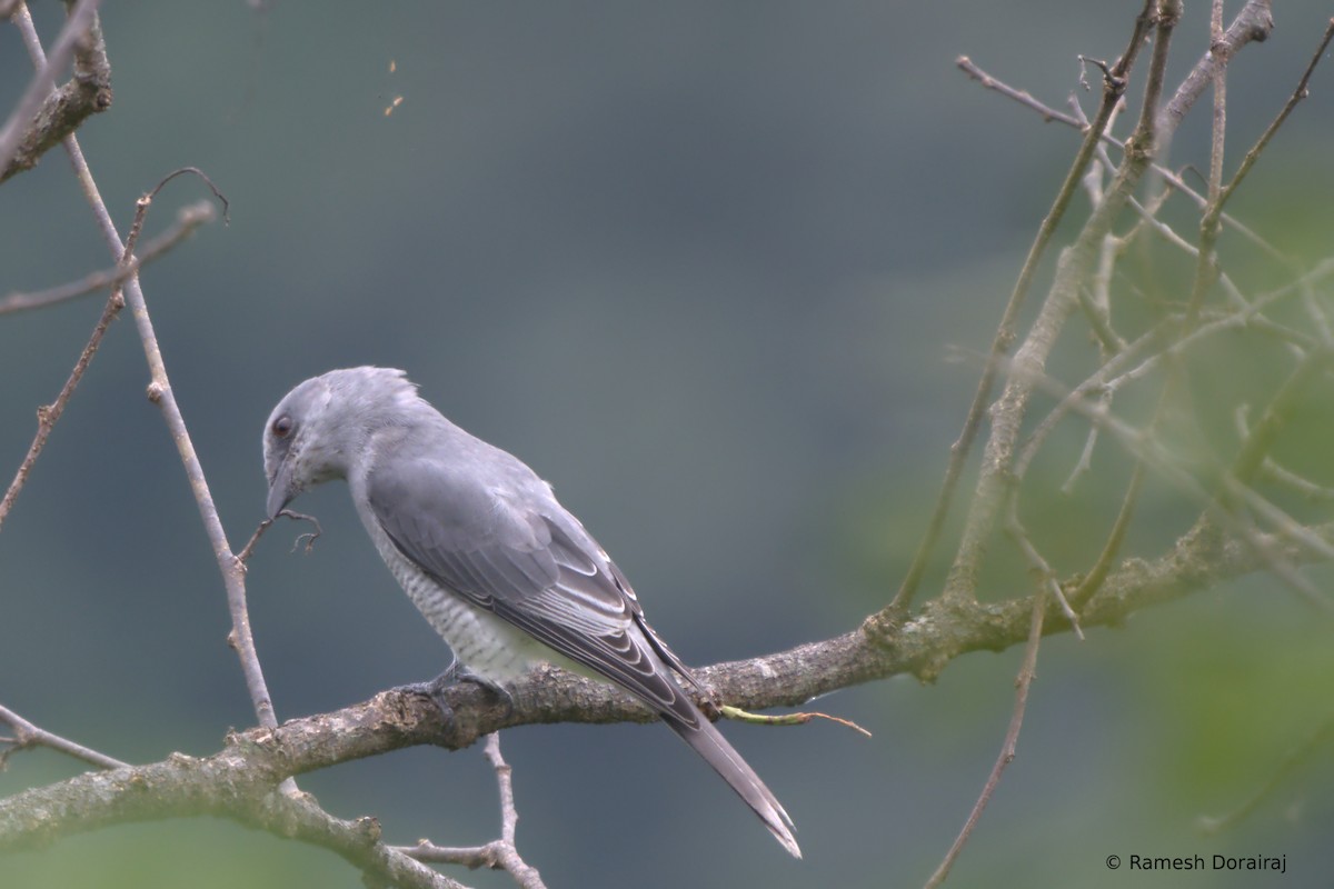Oriental Cuckooshrike - ML643127020