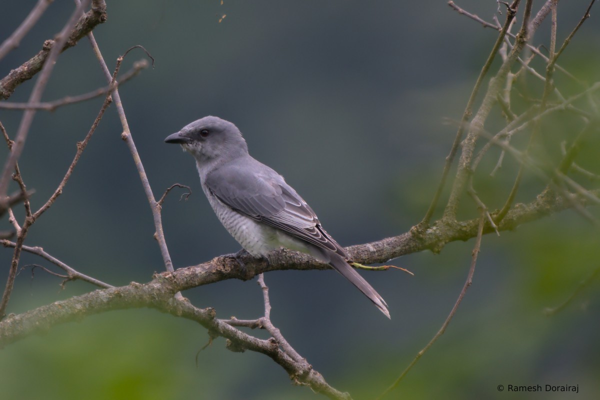 Oriental Cuckooshrike - ML643127021