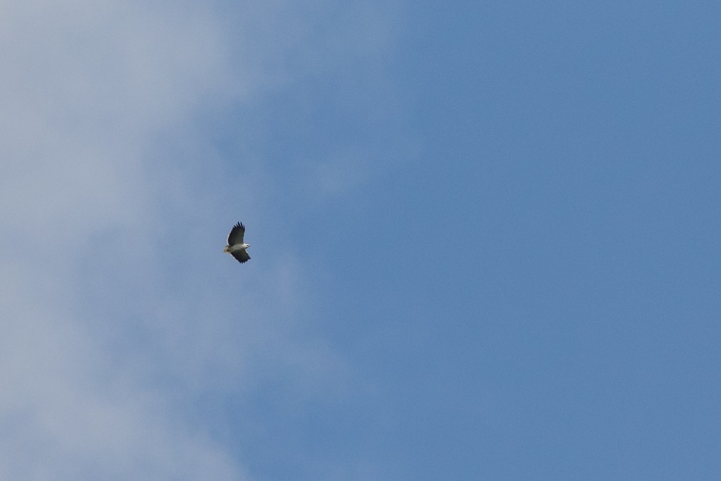 Mantled Hawk - ML643127023