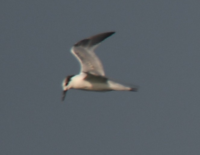 Sandwich Tern - ML643127029