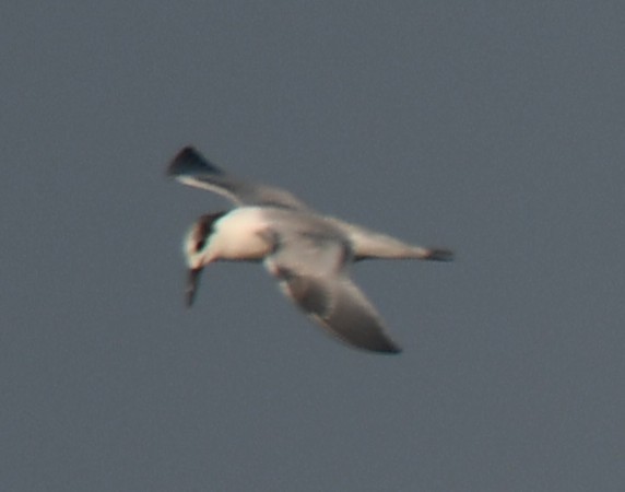 Sandwich Tern - ML643127033