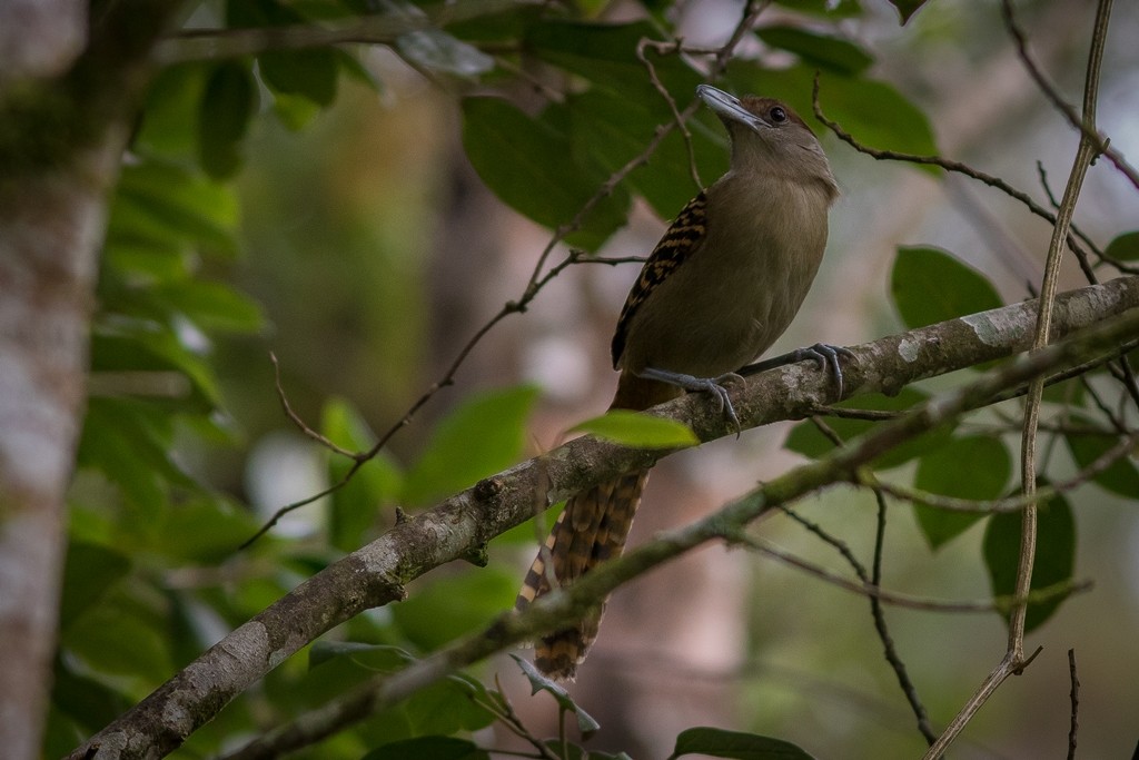 Giant Antshrike - ML643127036