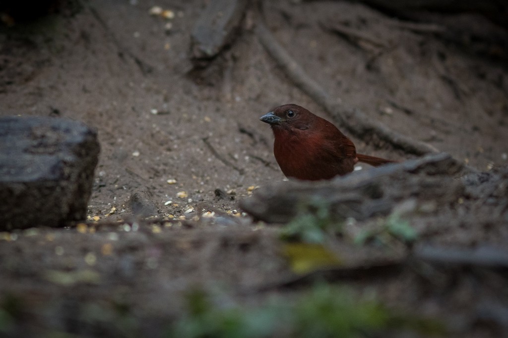Red-crowned Ant-Tanager - ML643127037