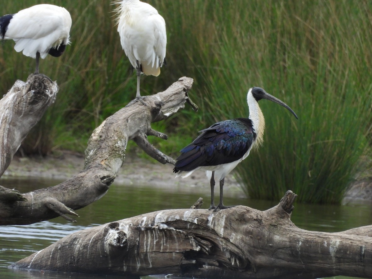 Straw-necked Ibis - ML643127038