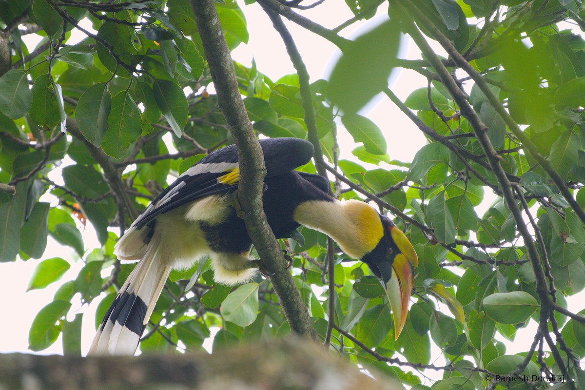 Great Hornbill - ML643127041