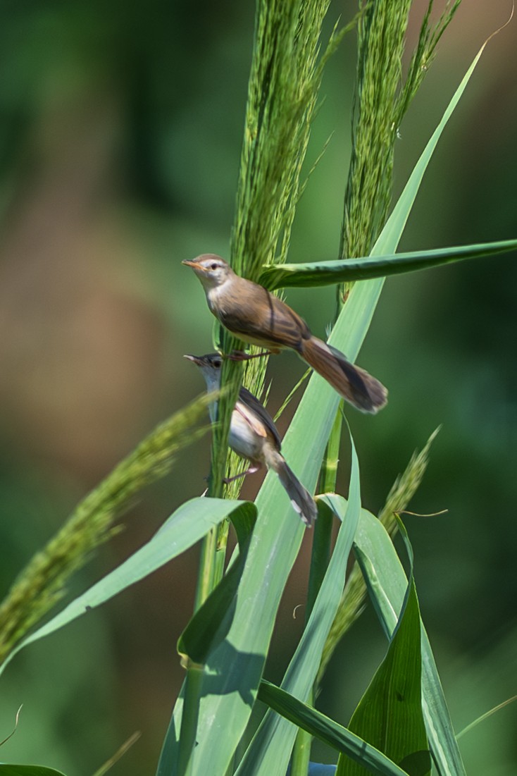 Plain Prinia - ML643127051