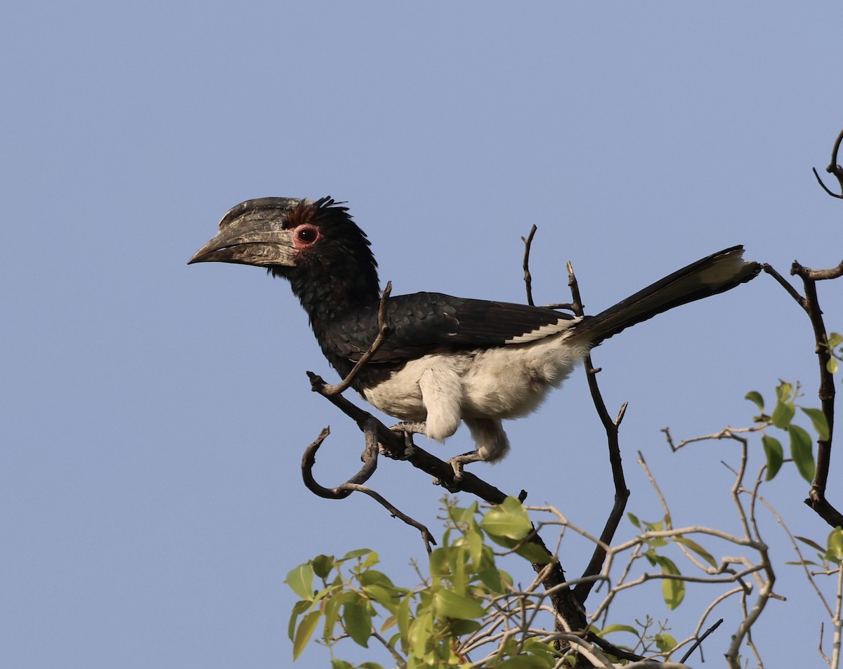 Trumpeter Hornbill - ML643127058