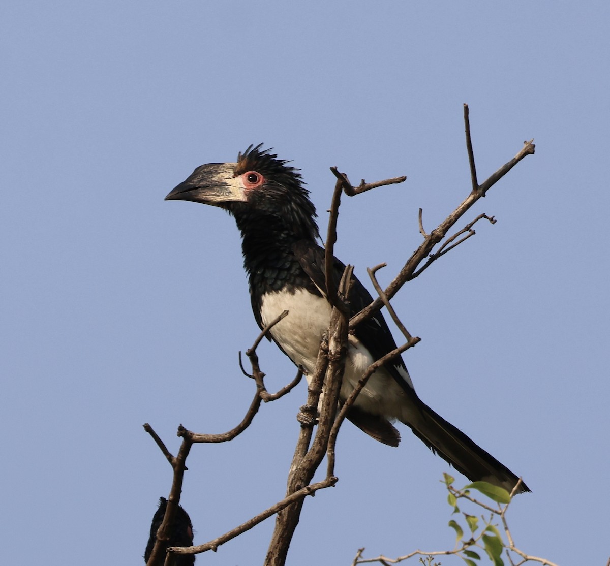 Trumpeter Hornbill - ML643127059