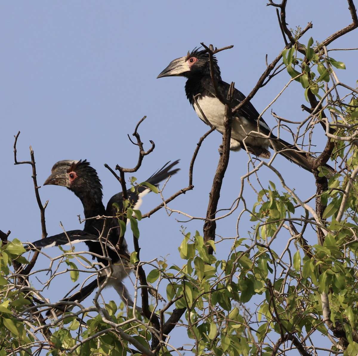 Trumpeter Hornbill - ML643127060