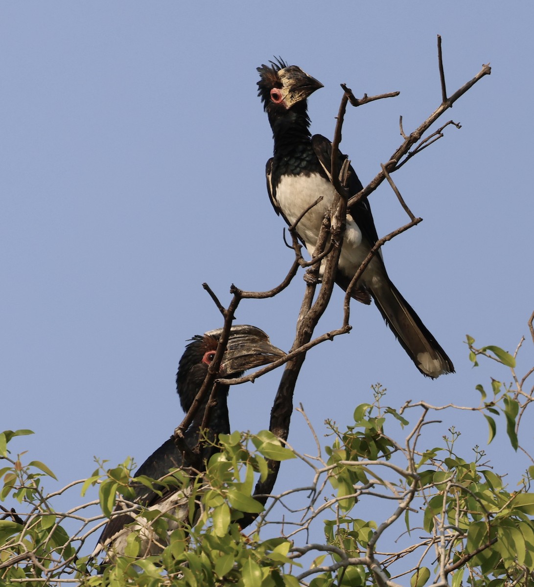 Trumpeter Hornbill - ML643127061