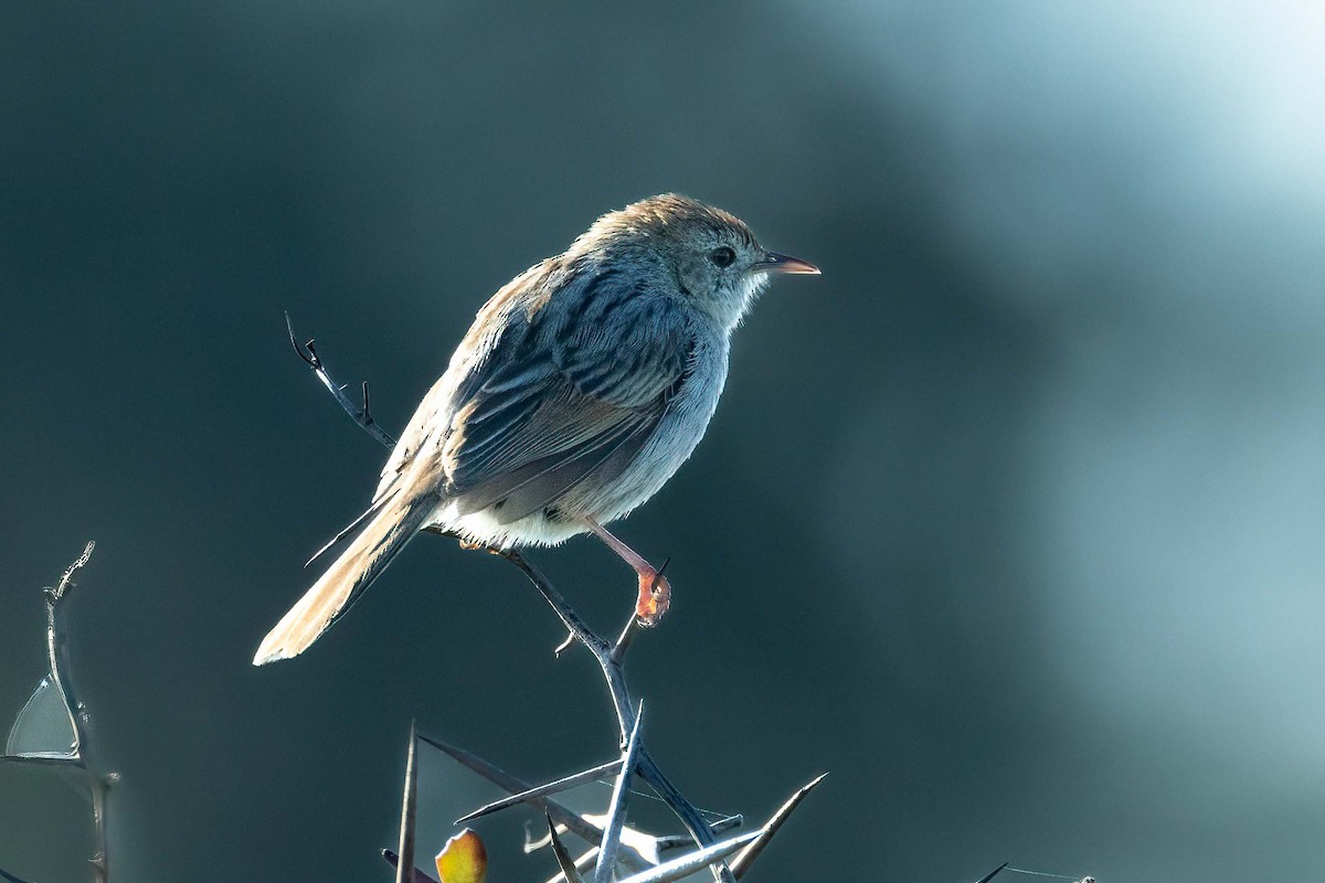 Gray-backed Cisticola (Red-headed) - ML643127069