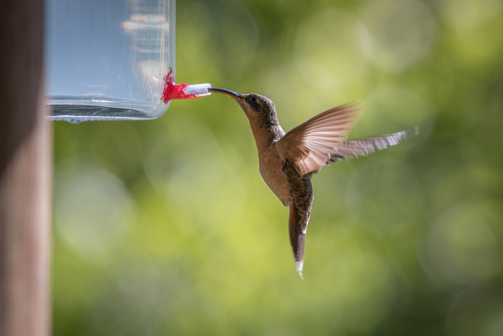 Rufous-breasted Hermit - ML643127077