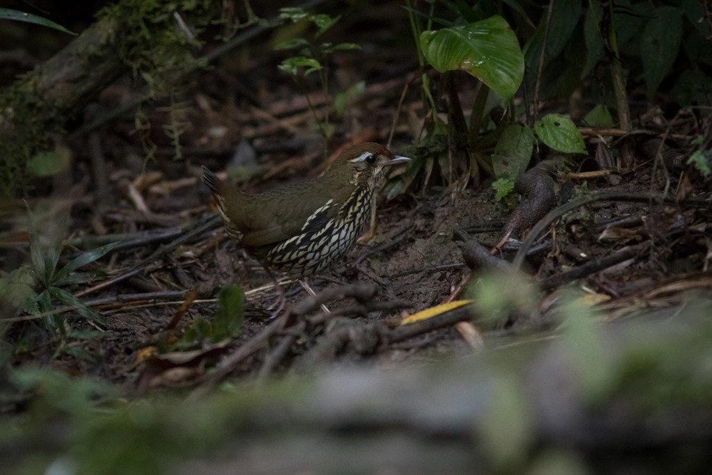 Such's Antthrush - ML643127082