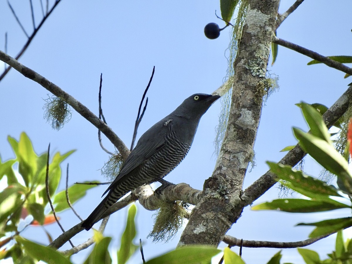 Barred Cuckooshrike - ML643127083