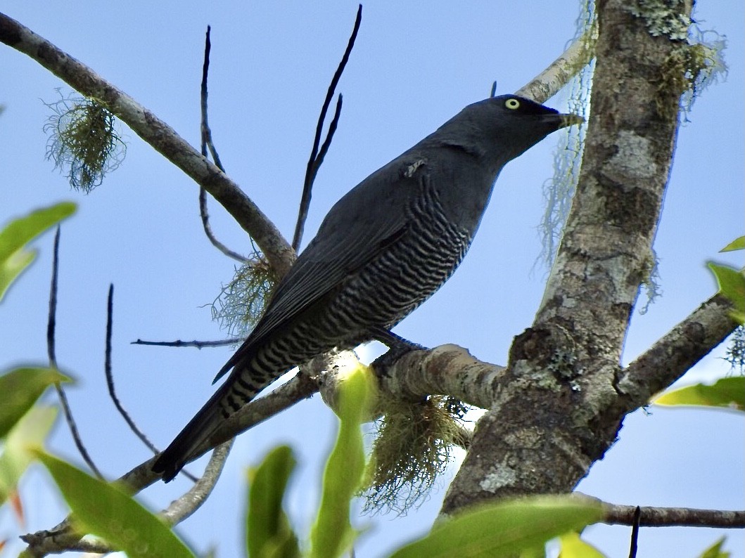 Barred Cuckooshrike - ML643127084