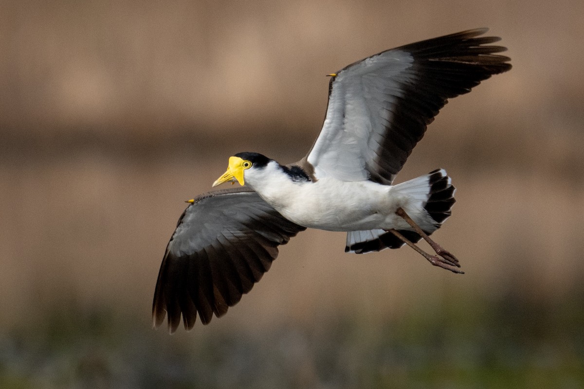 Masked Lapwing - ML643127091