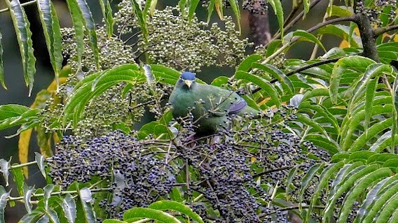 holub žlutozobý (ssp. prasinorrhous) - ML643127104