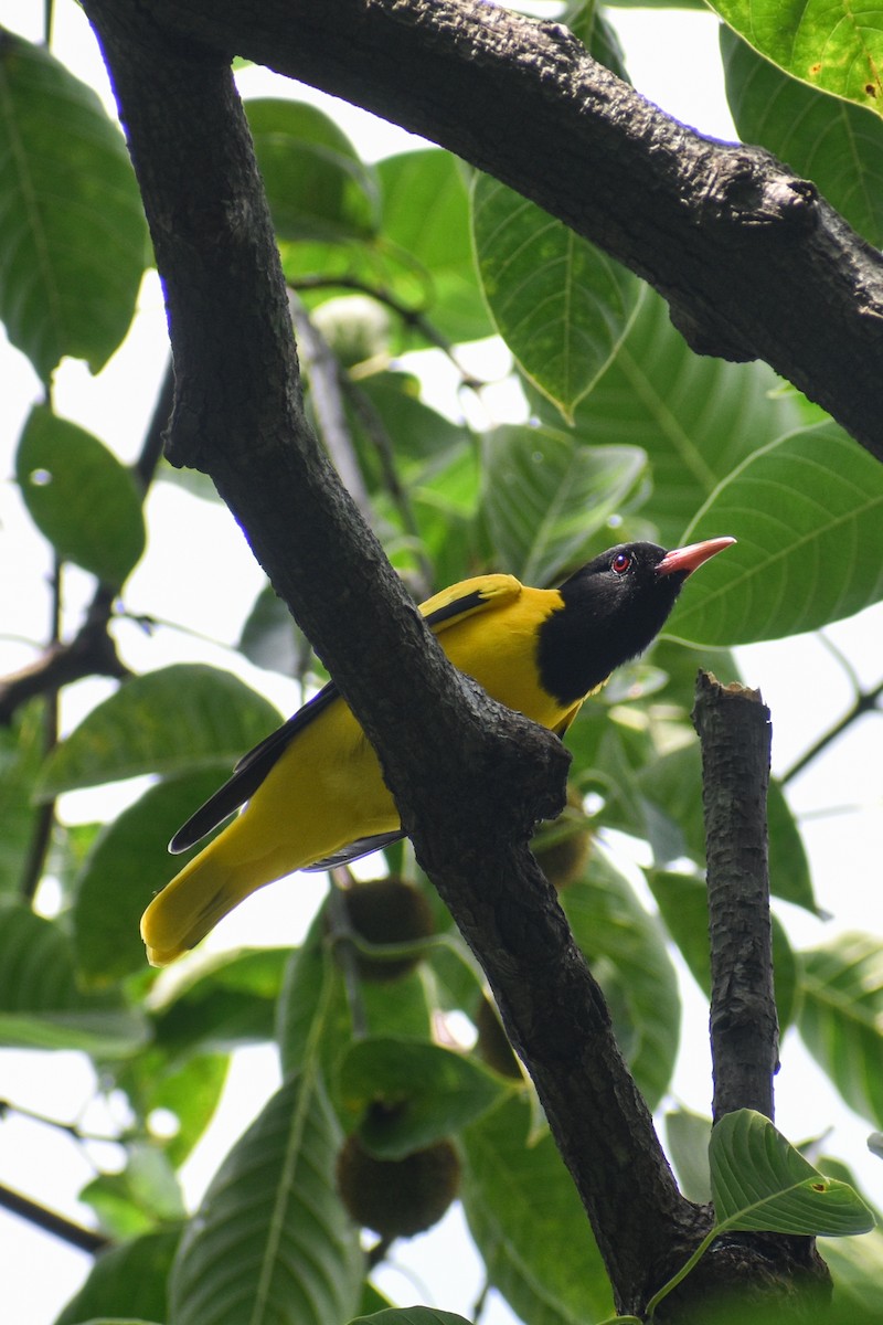 Black-hooded Oriole - ML643127107