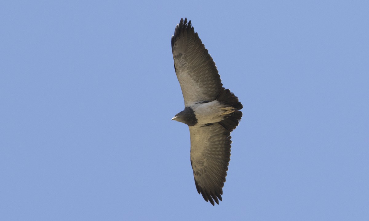 Black-chested Buzzard-Eagle - ML64312711